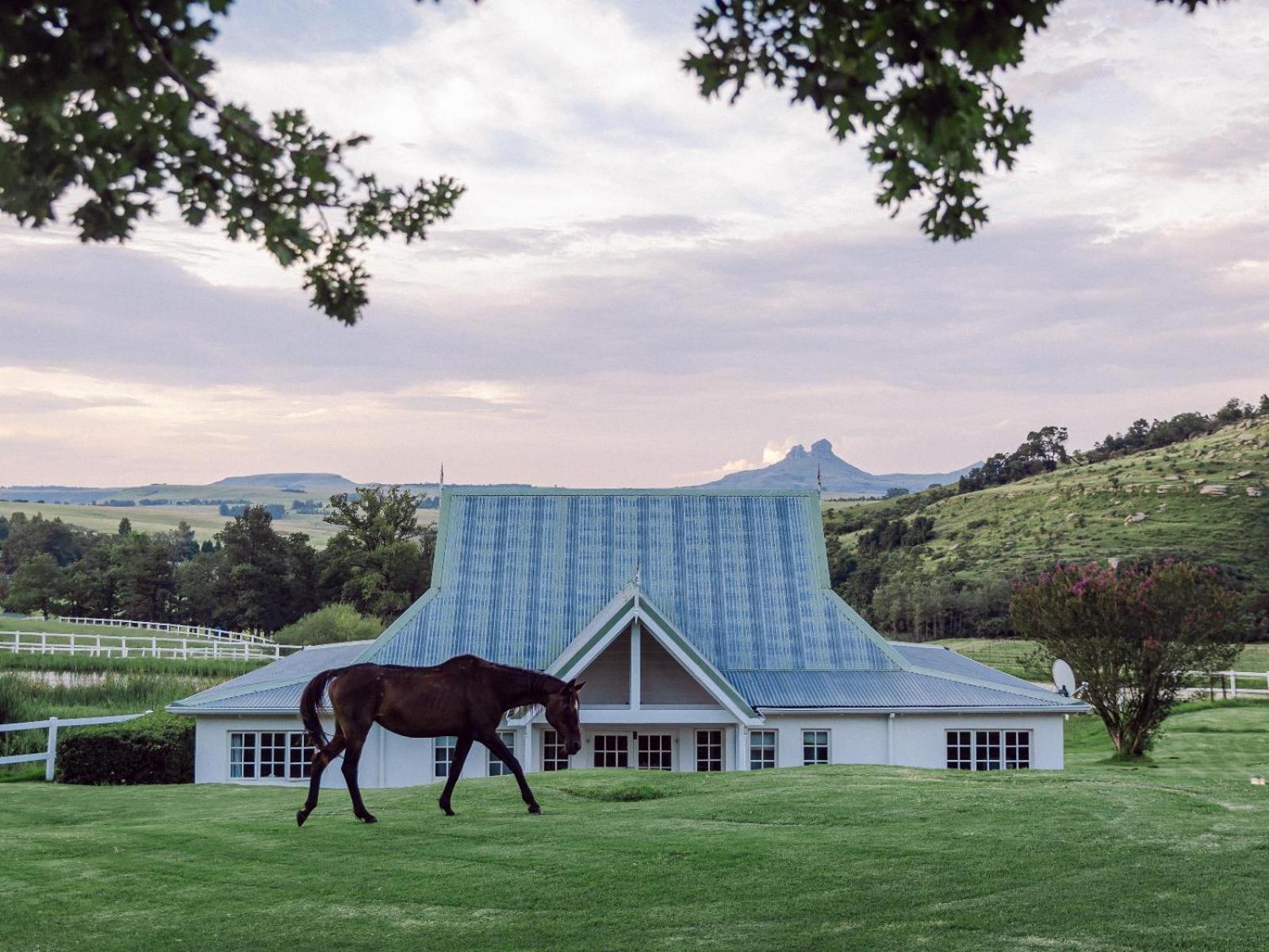 Oaklands Farm Stay Van Reenen Exterior photo
